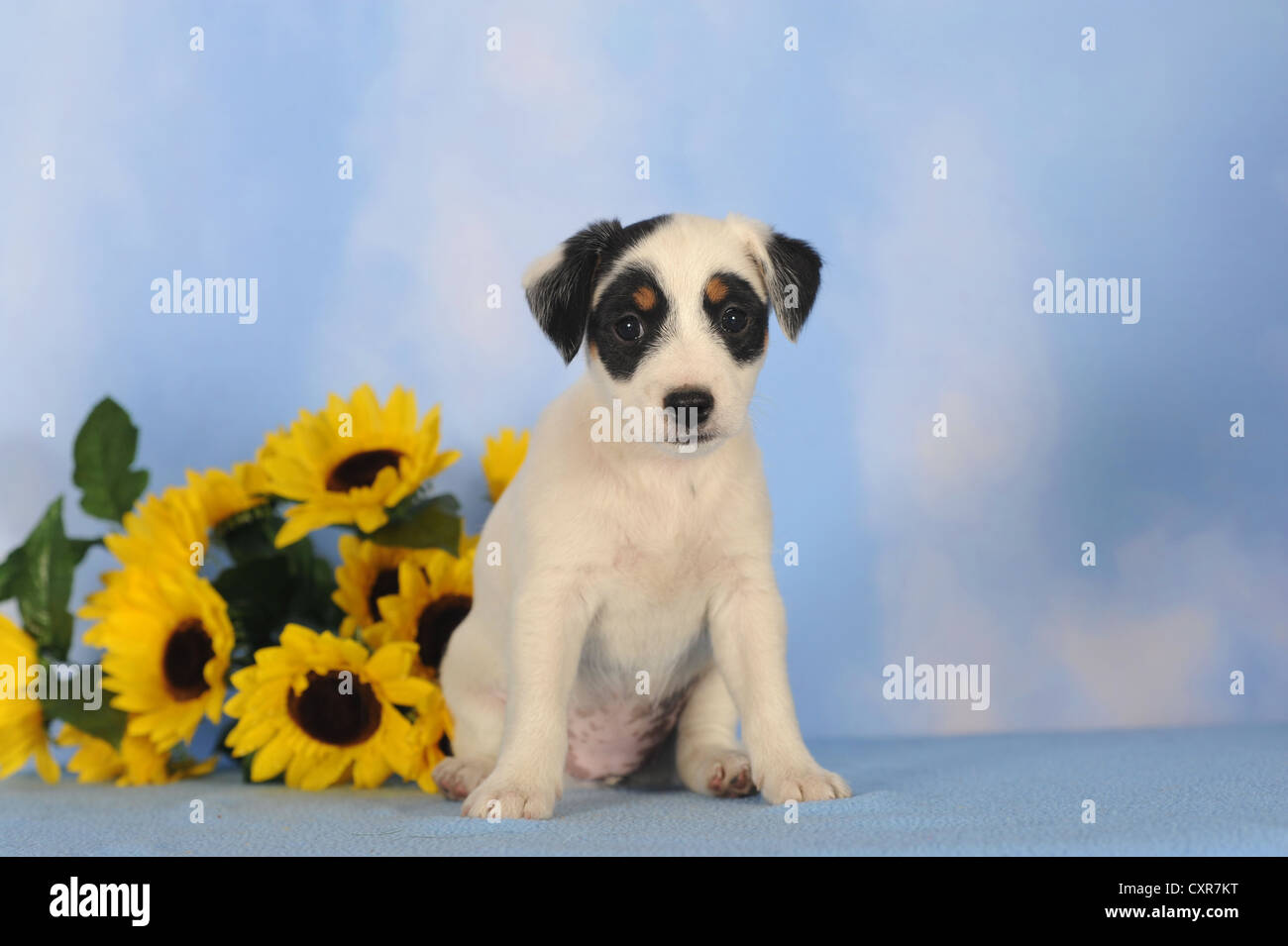 Parson Russell Terrier seduto accanto a girasoli Foto Stock