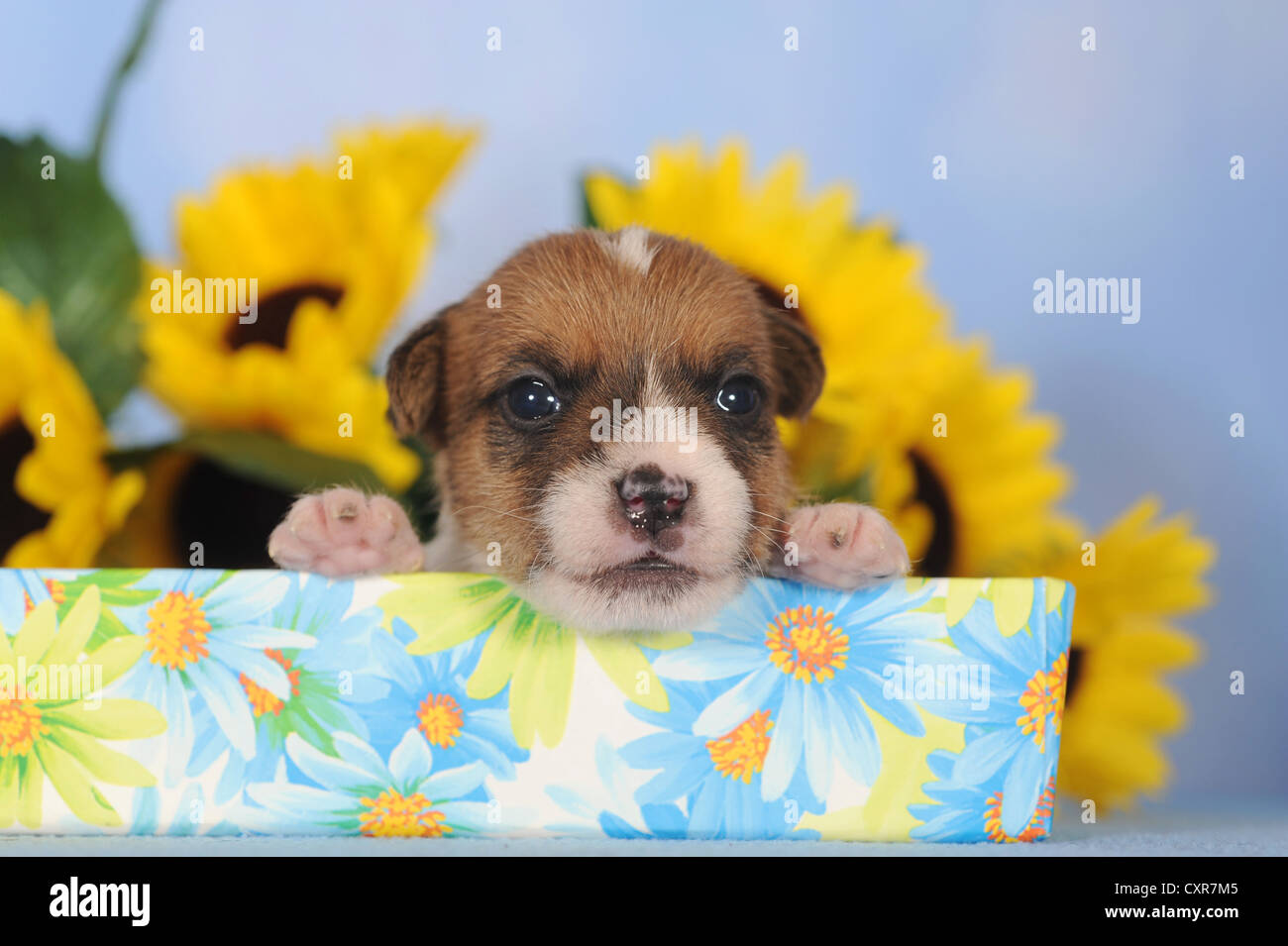 Jack Russell Terrier cucciolo, 2 settimane Foto Stock