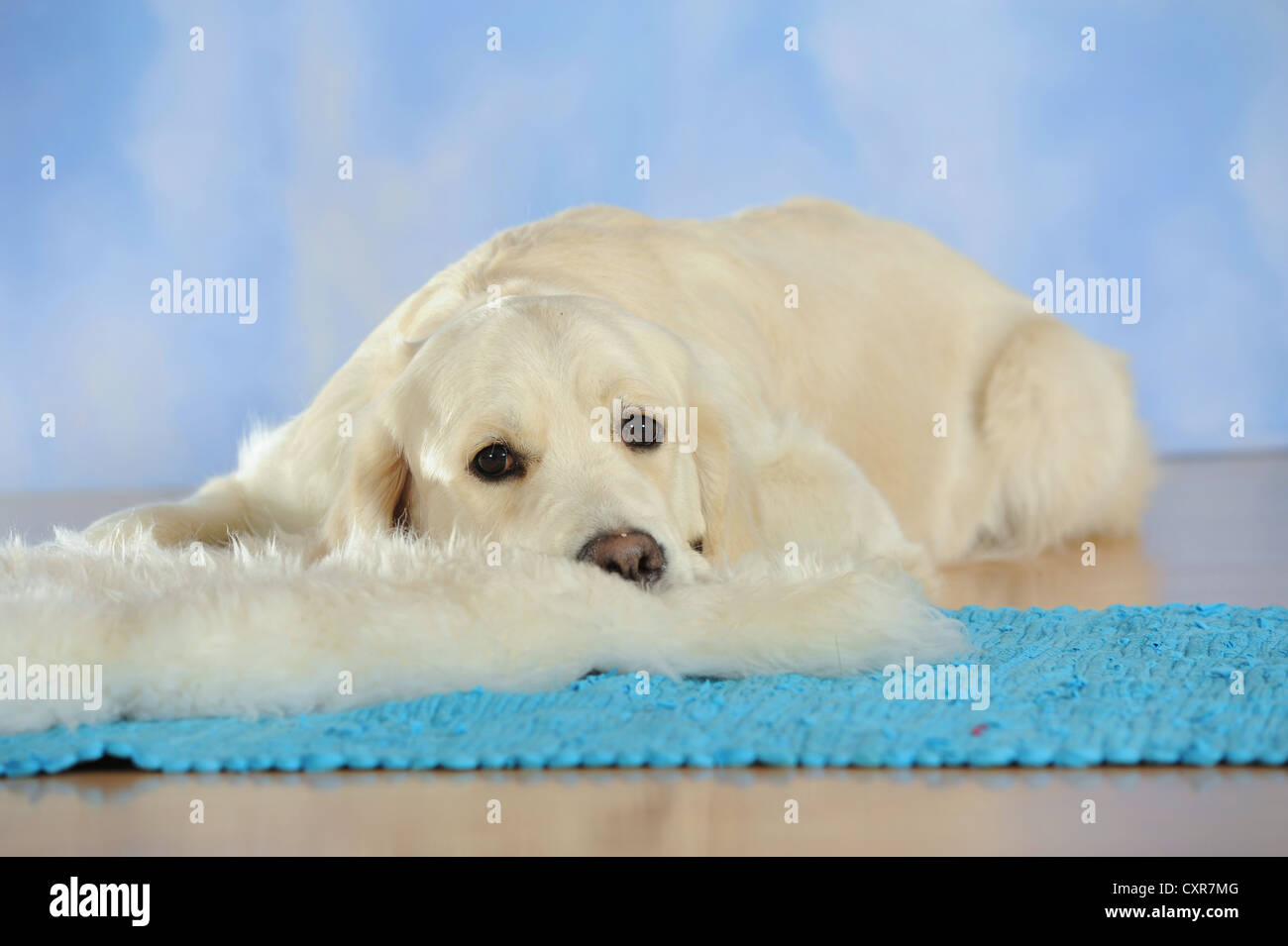 Il Golden Retriever giacente su una pelle di montone Foto Stock