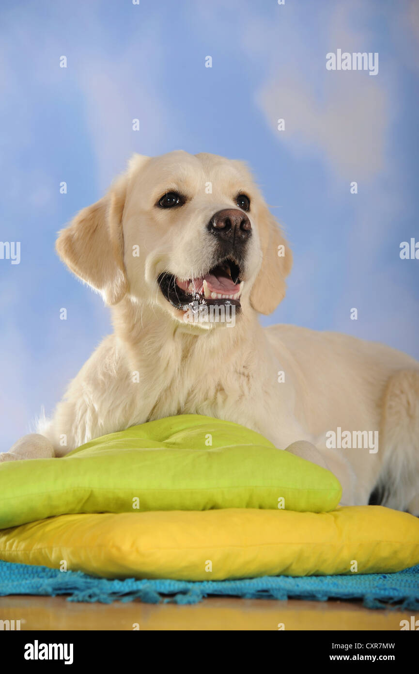 Il Golden Retriever giacente su dei cuscini Foto Stock