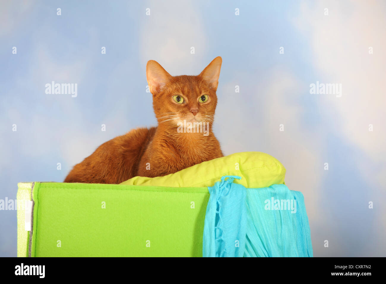 Gatto abissino giacente su di un cuscino Foto Stock