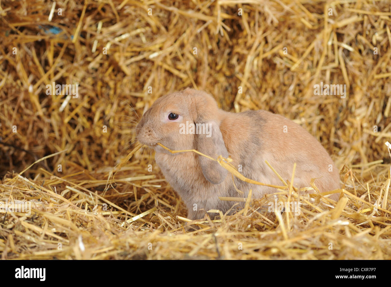 Nana Bruna inglese Lop rabbit Seduta in paglia e roditura su una levetta Foto Stock