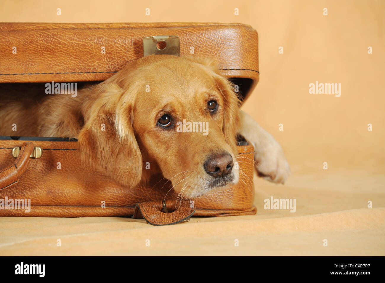 Il Golden Retriever giacente in una valigia Foto Stock