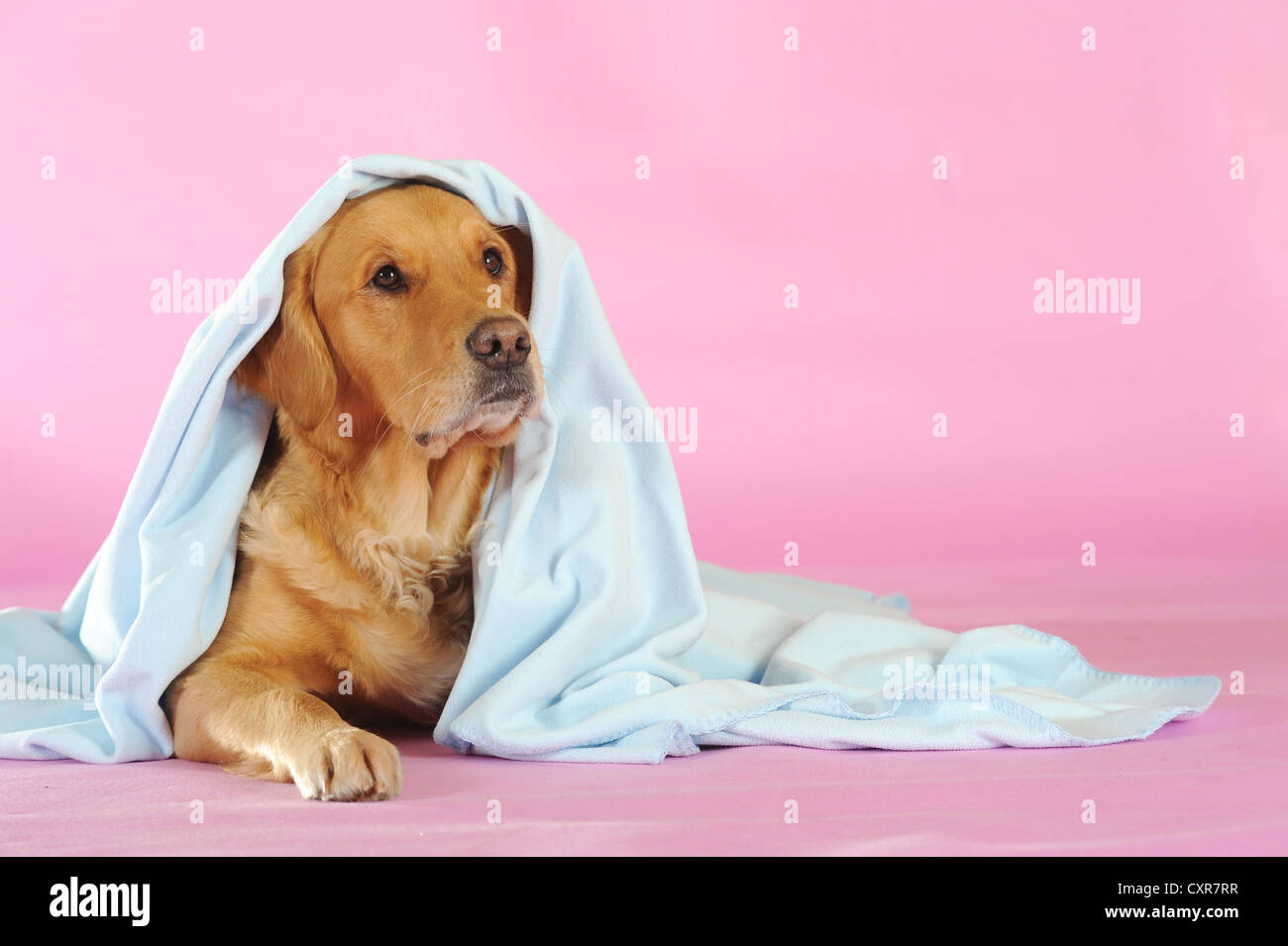 Il Golden Retriever giacente al di sotto di una coperta di colore blu Foto Stock