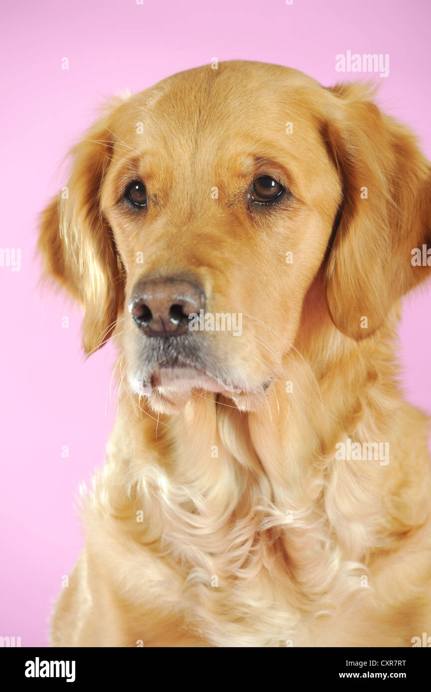 Il Golden Retriever, ritratto Foto Stock