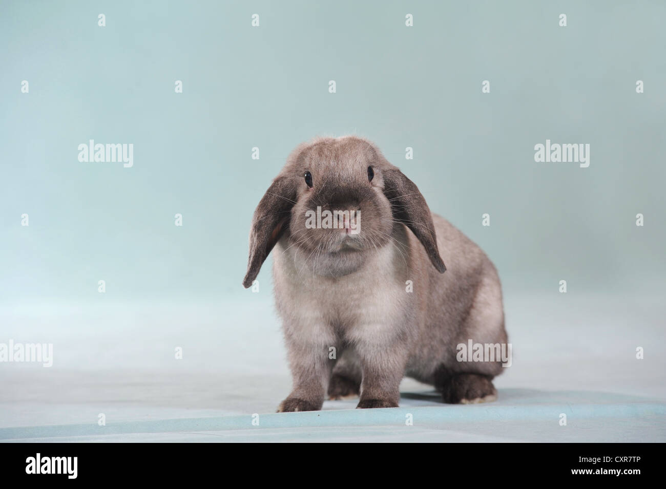 Lungo grigio dalle orecchie di coniglio Foto Stock