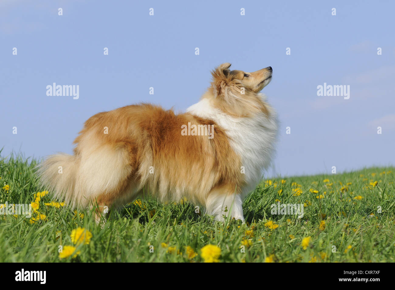Sheepdog Shetland o Sheltie, sable colorati, stando in piedi in un prato di dente di leone Foto Stock