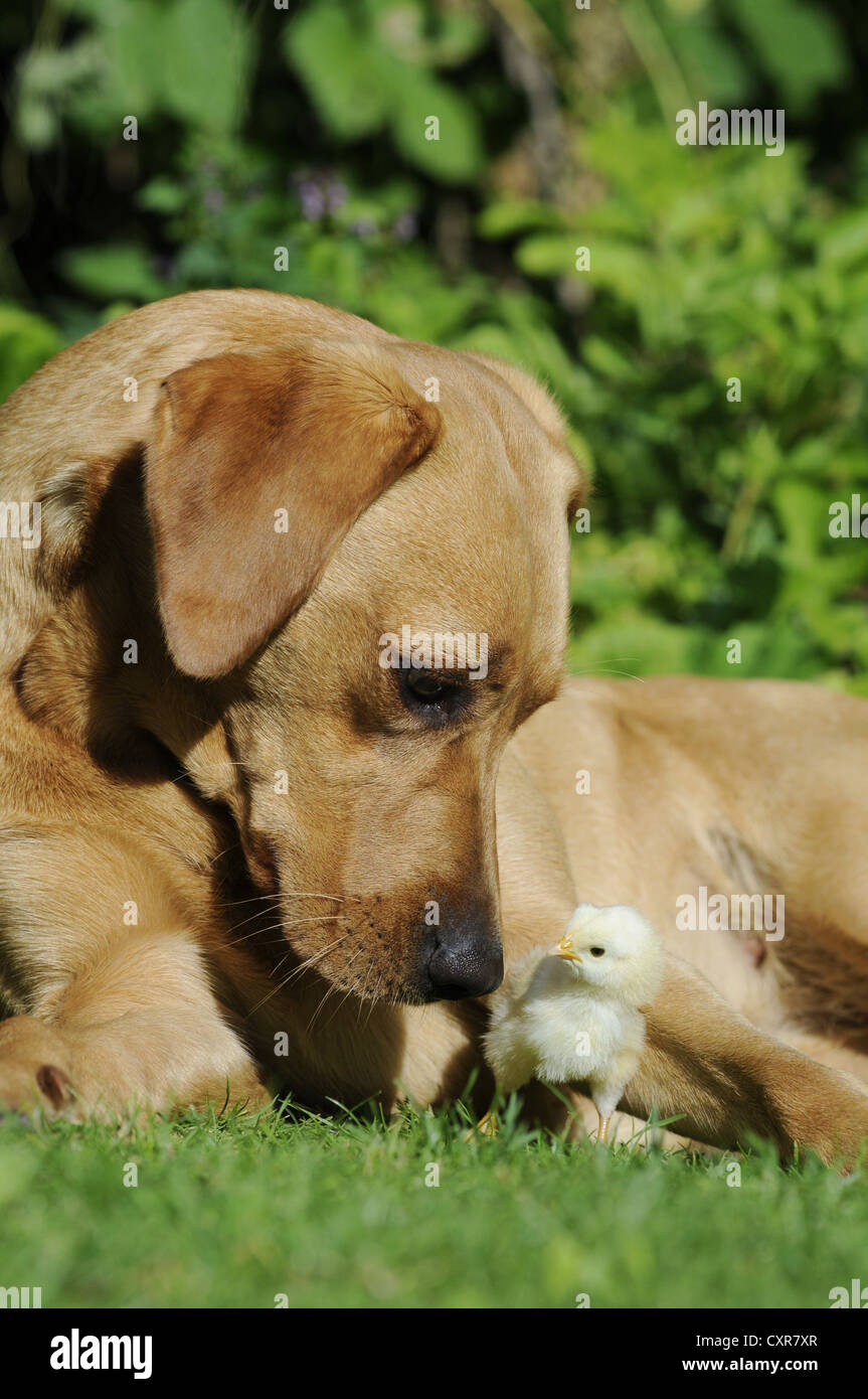 Il Labrador Retriever, colorato in giallo cagna, con un pulcino Foto Stock