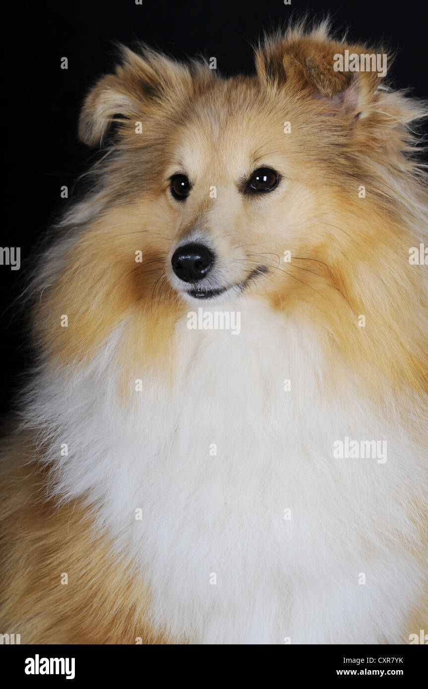 Sheepdog Shetland o Sheltie, sable colorati, ritratto Foto Stock