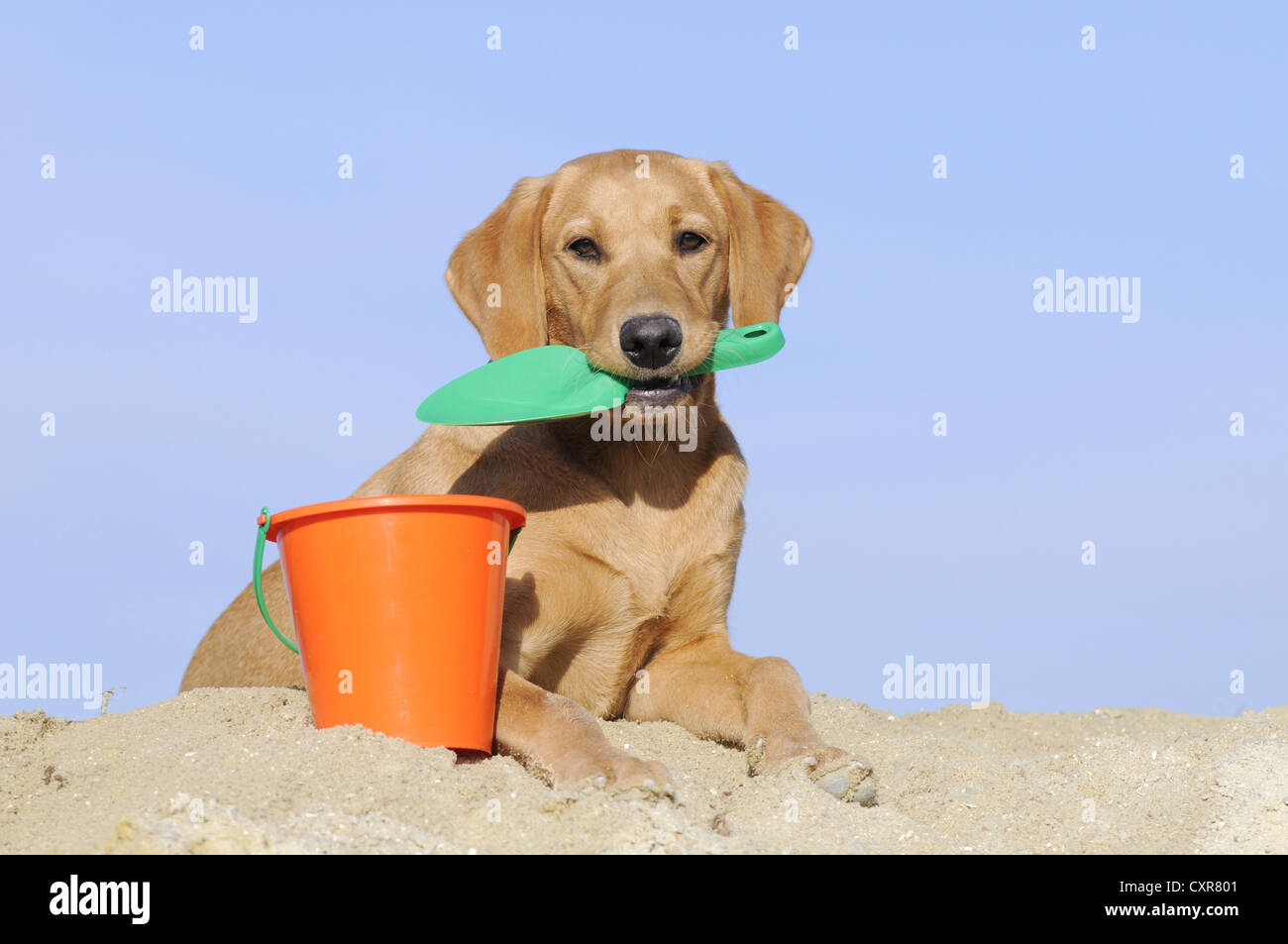 Il Labrador Retriever, giovane cagna, colorata in giallo, giacente nella sabbia con una vanga nella sua bocca accanto a una benna Foto Stock