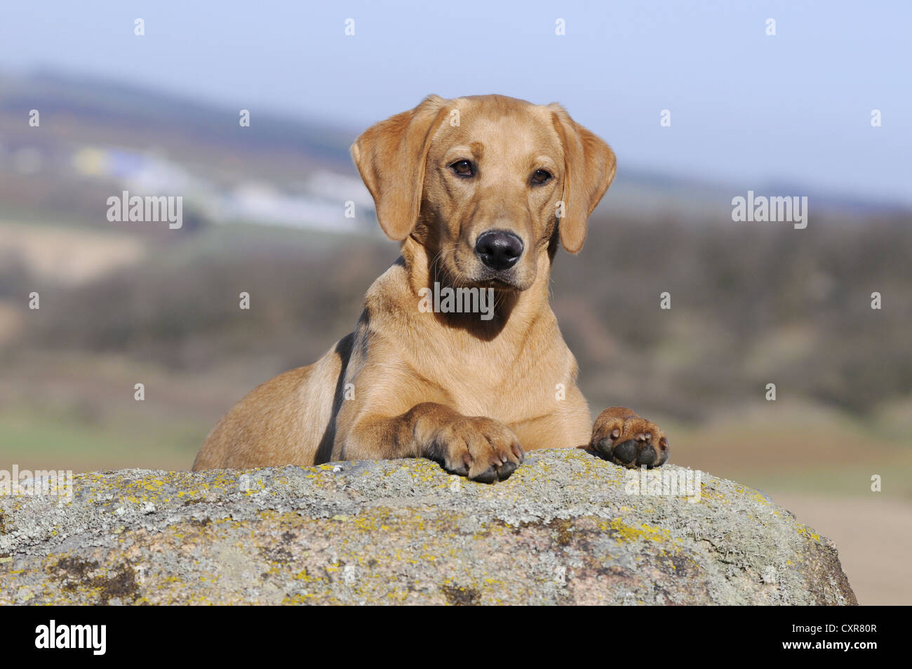 Il Labrador Retriever, giovane cagna, colorata in giallo, giacente su rocce Foto Stock