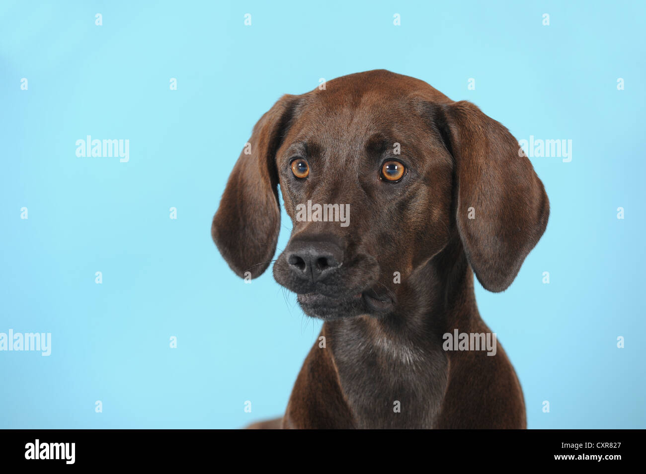 Mixed-razza cane, Weimaraner, Labrador e Ridgeback, ritratto, mordere sulle sue labbra di fronte ad una superficie di colore blu Foto Stock