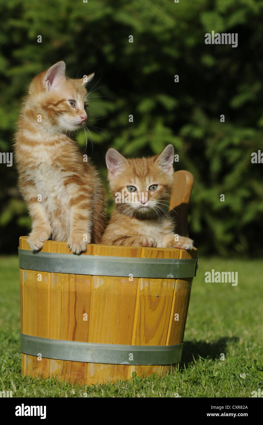 Due red-tigered gattini domestici in una vasca in legno Foto Stock