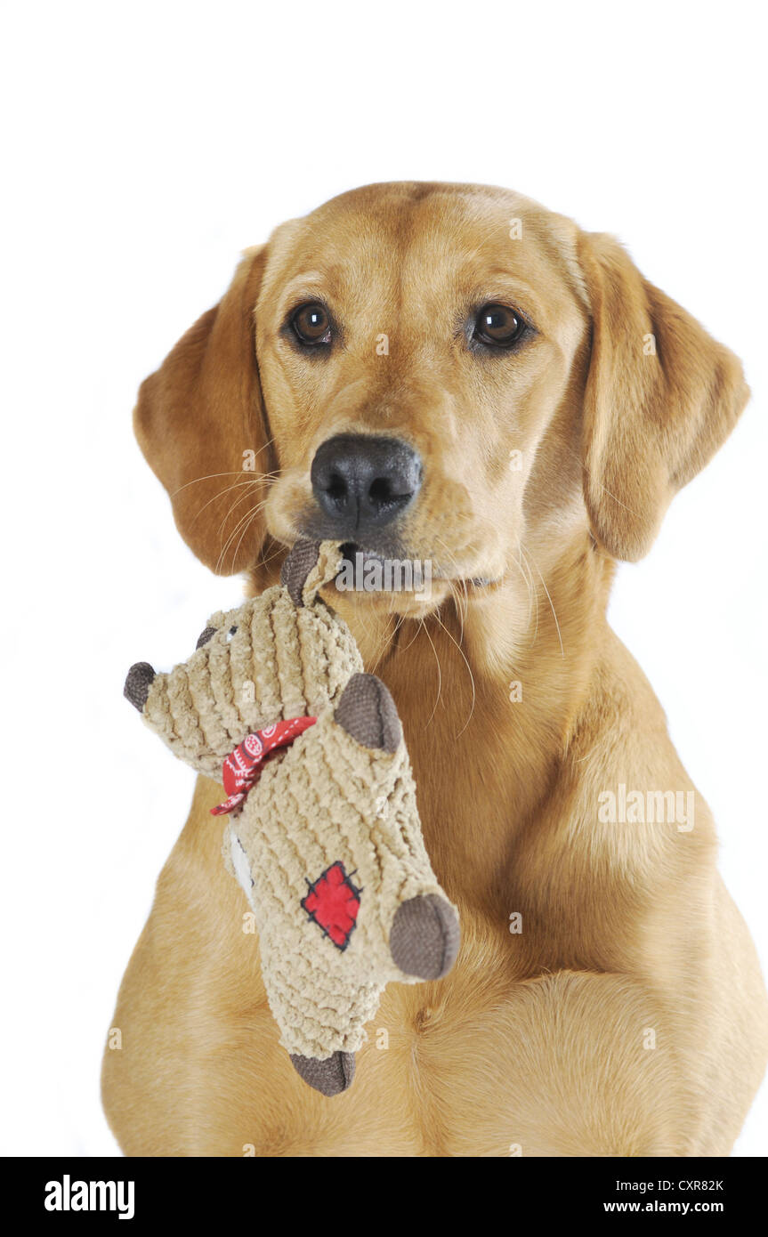 Il Labrador Retriever, giovane cagna, colorata in giallo, tenendo un peluche nella sua bocca, ritratto Foto Stock