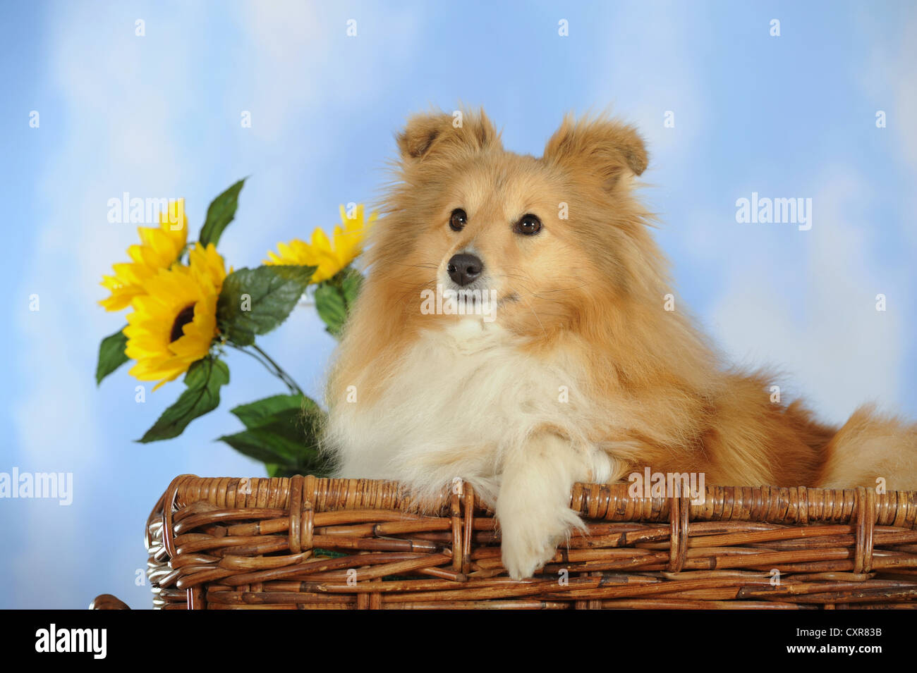 Sable Sheltie colorati o Shetland Sheepdog in un cesto di vimini Foto Stock