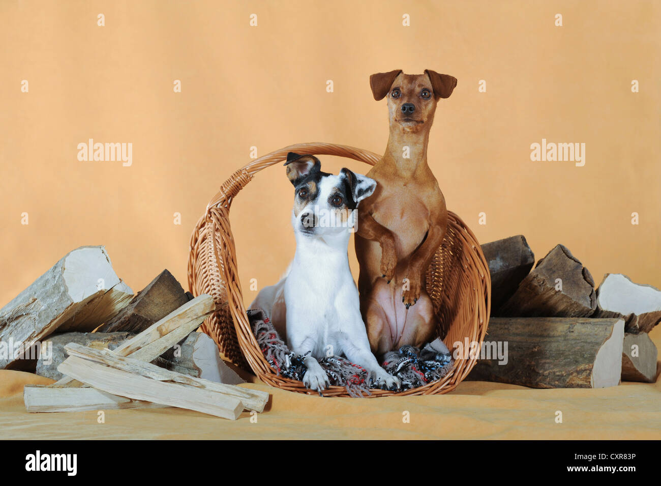 Miniature pinscher e Parson Russell Terrier seduto in un cesto di vimini accanto a legna da ardere Foto Stock