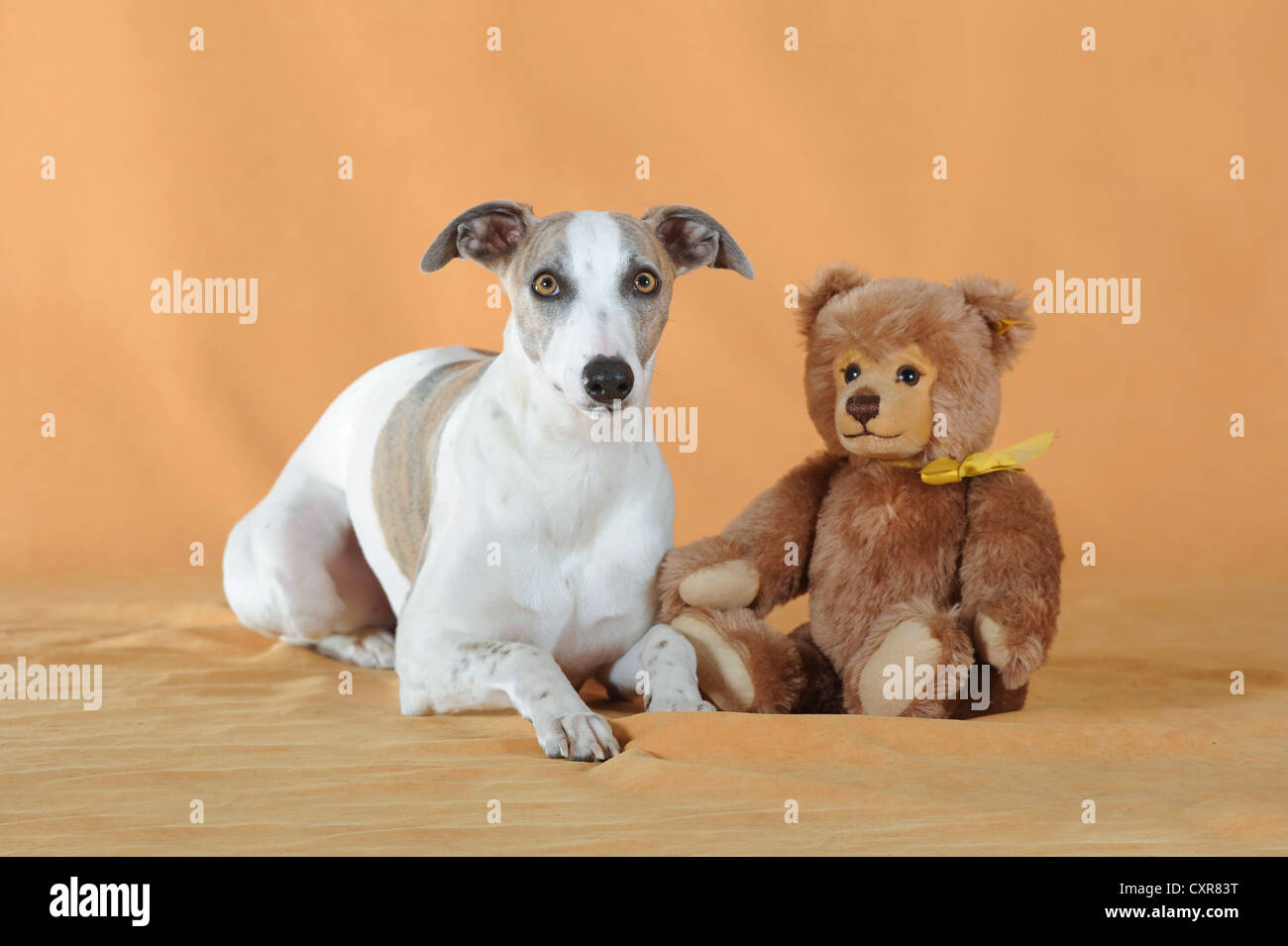 Il whippet che giace accanto a un orsacchiotto di peluche Foto Stock