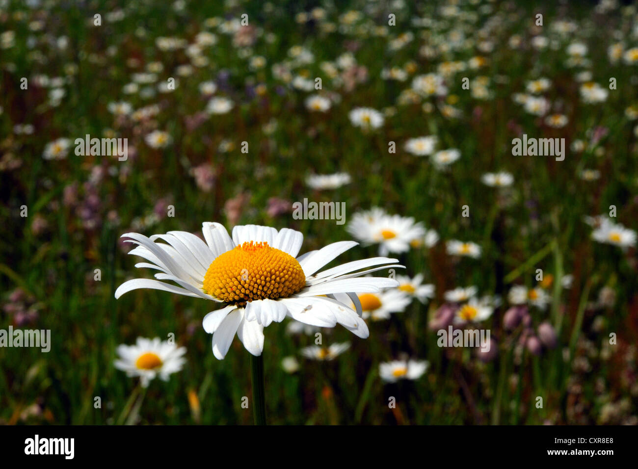 Il mais camomilla (cane daisy ) Foto Stock