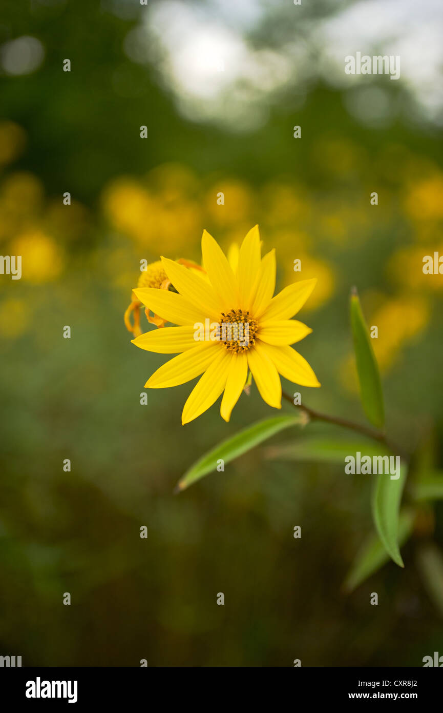 Golden aster crescente nel campo Ohio Foto Stock