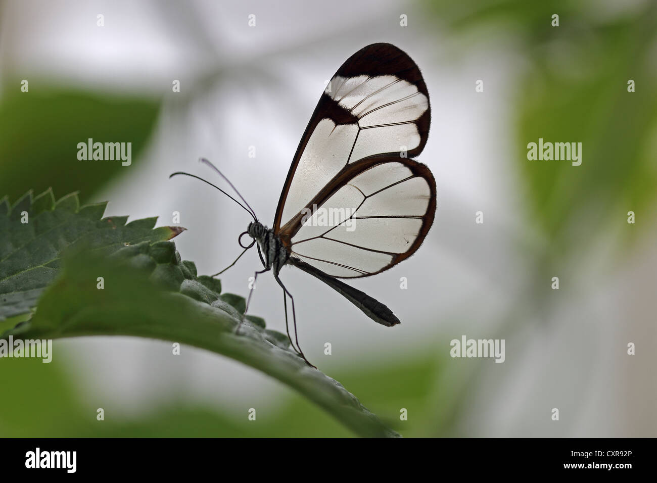 Glasswinged butterfly (Greta oto), retroilluminato, Isola di Mainau, Baden-Wuerttemberg, Germania, Europa Foto Stock
