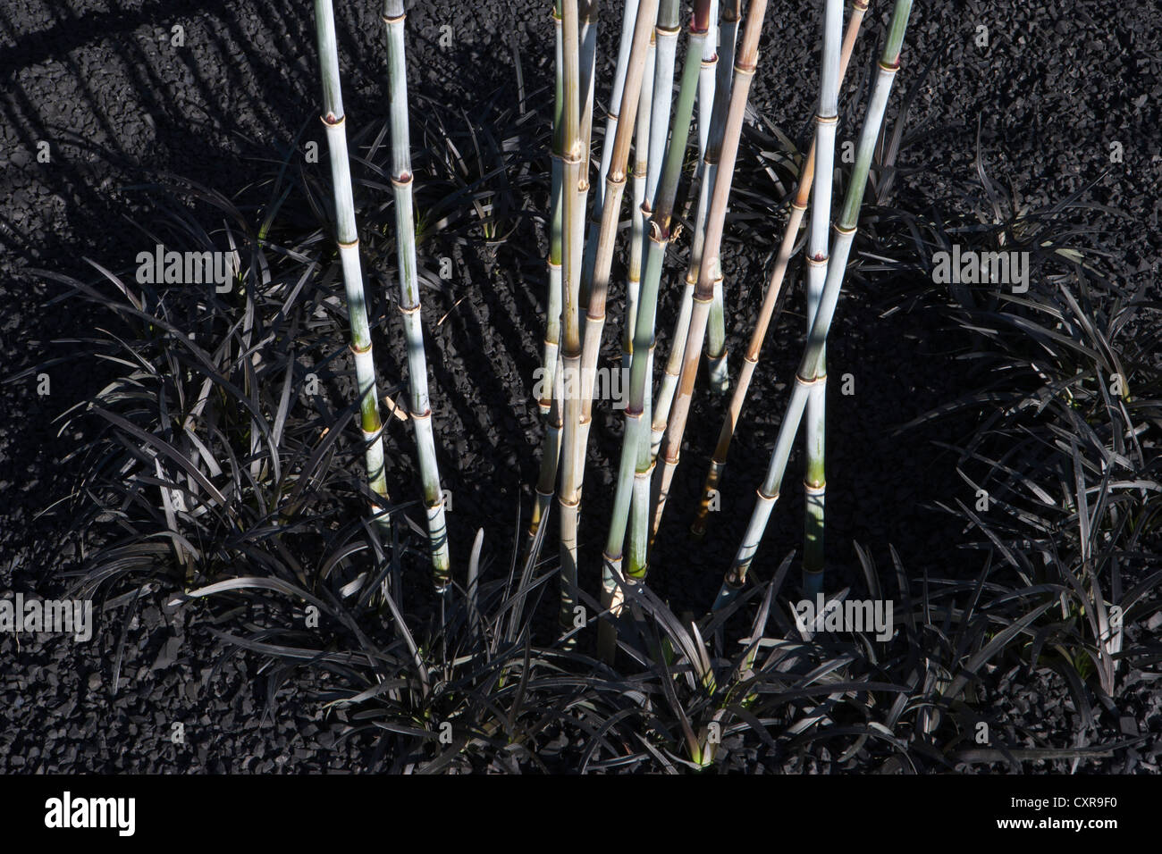 Sciogliere il vento giardino disegnato da Sheena Cerca aggiudicati Gold & migliore giardino visionario Tatton Park RHS flower show 2012 Foto Stock