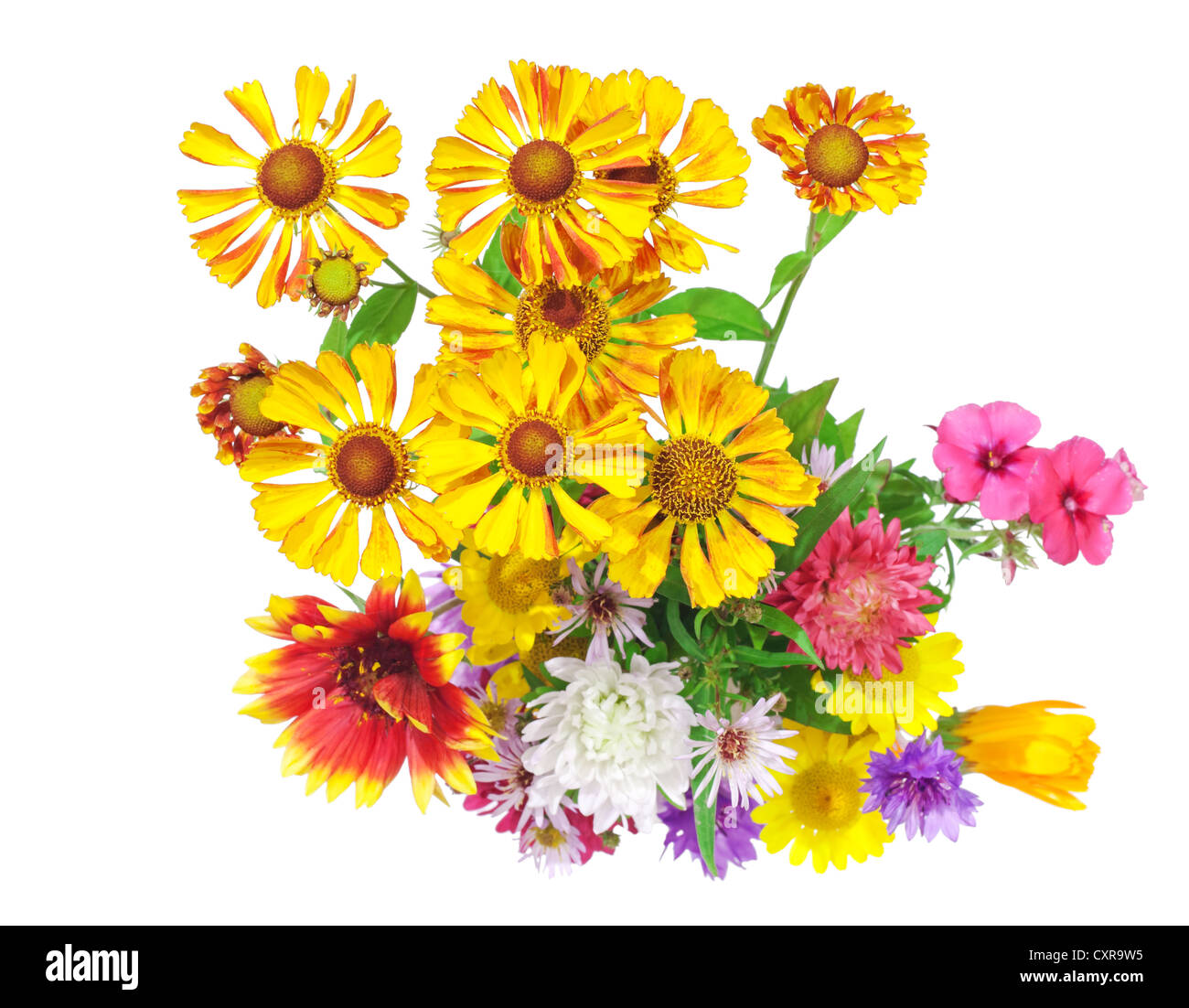 Isolato su bianco luminoso colorato bouquet di giardino selvatico e fiori naturali, il fuoco selettivo Foto Stock
