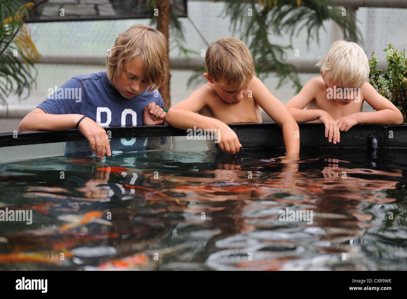 Tre ragazzi di toccare e guardare i pesci a toccare la piscina a Butterfly House di Haga Park a Stoccolma, Stockholms Lan, Svezia Foto Stock