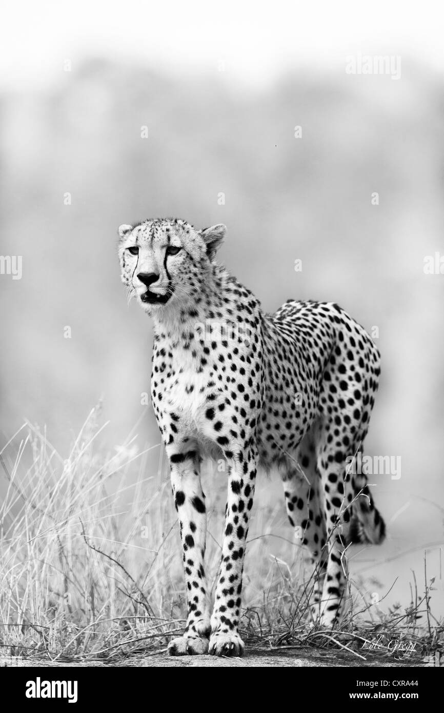 Cheetah in piedi su una roccia a guardare fuori per qualche preda Foto Stock