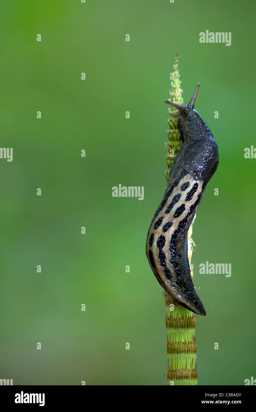 Grande grigio slug, leopard slug (Limax maximus) seduto sul serpente erba, vicino Mindelsee, Baden-Wuerttemberg, Germania, Europa Foto Stock