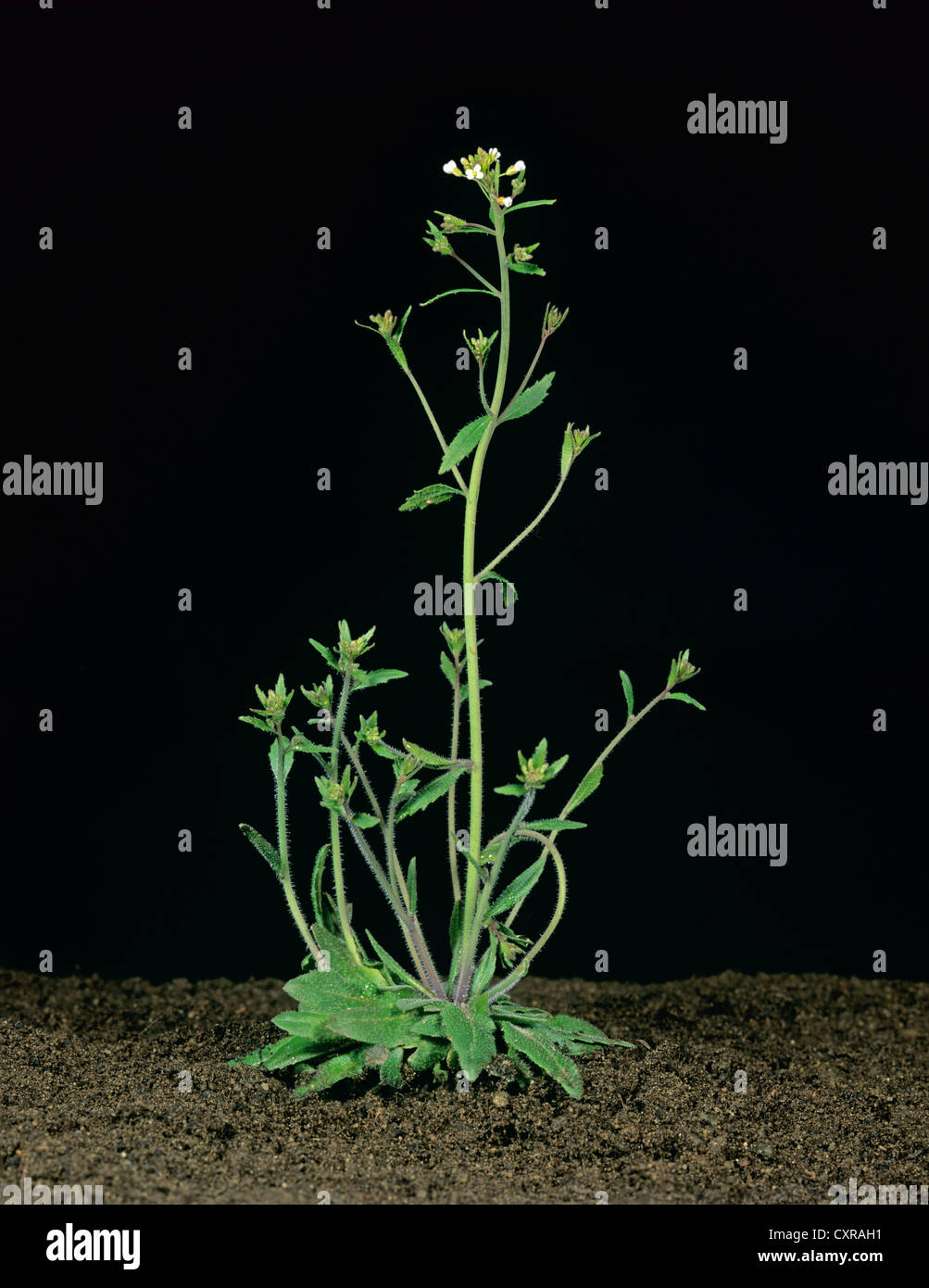 Thale cress (Arabidopsis thaliana) fioritura delle piante utilizzati in esperimenti genetici Foto Stock