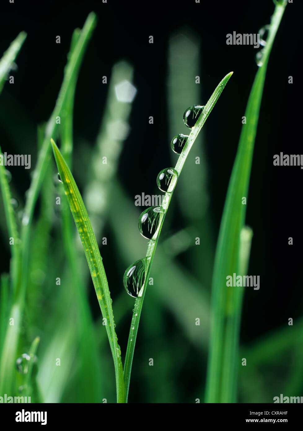 Le goccioline di acqua sulla lama di una foglia di loglio Foto Stock