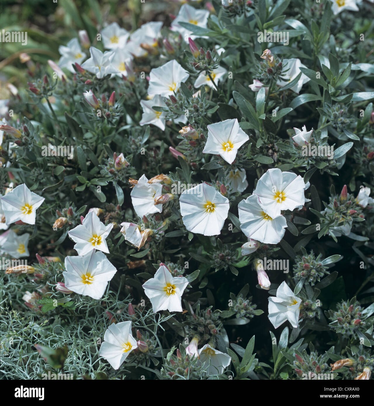 Centinodia ornamentali, Convolvulus cneorum, con fogliame grigio e bianco dei fiori Foto Stock