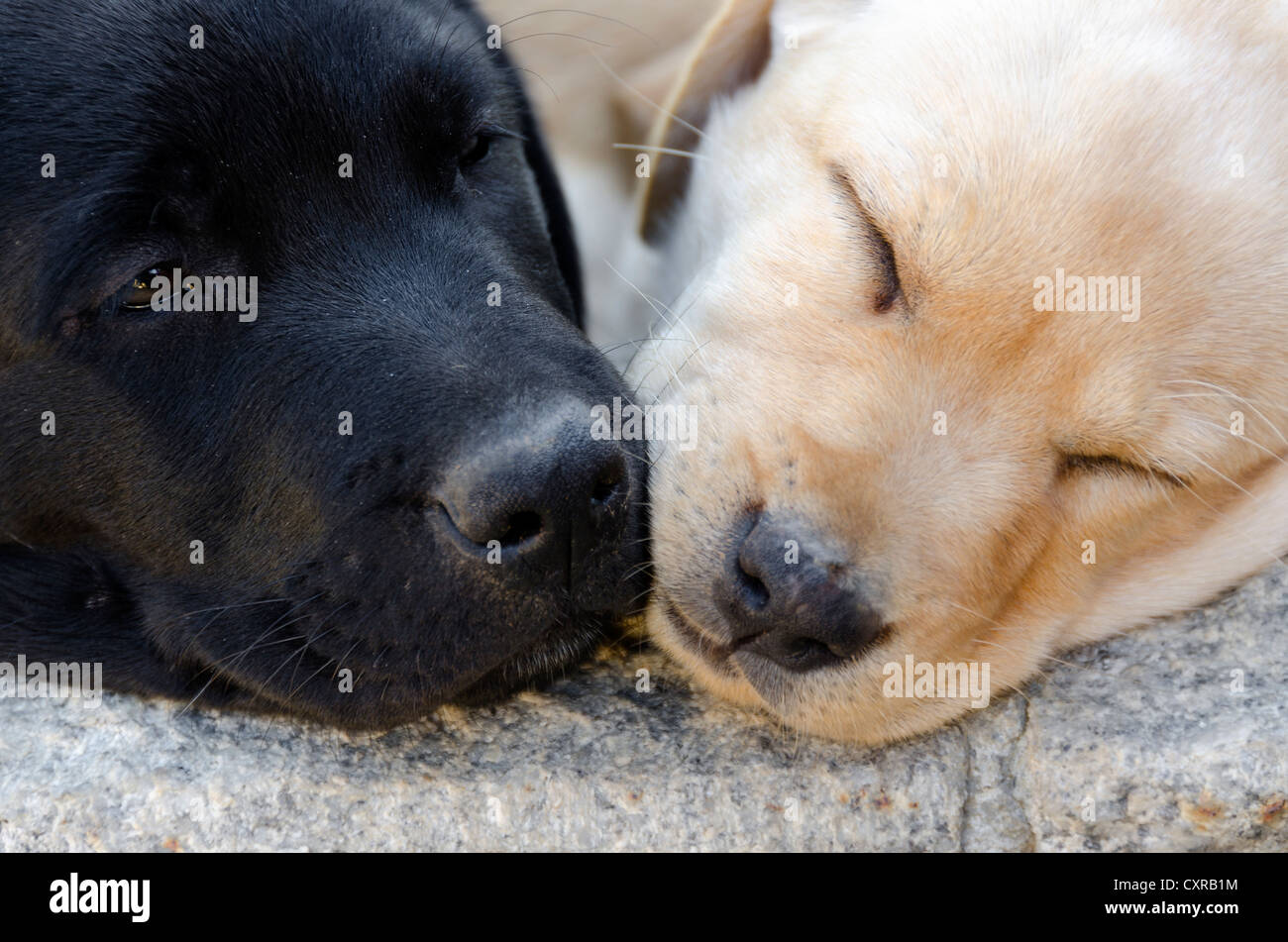 Coppia di nero e colore miele Labrador cuccioli sleeping Foto Stock