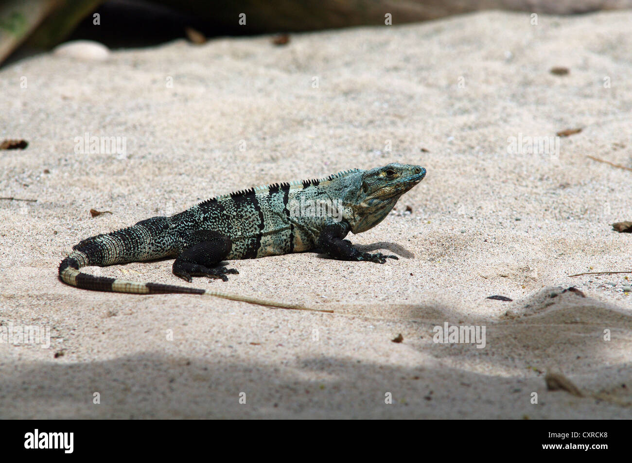 Grossa Iguana seduto sulla spiaggia, Cabo Blanco Riserva Naturale, Costa Rica Foto Stock