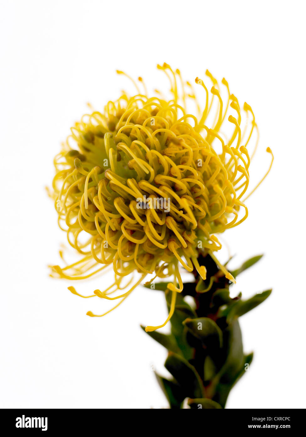 Leucospermum nutans 'Alta Oro' nome comune puntaspilli protea. Foto Stock Leucospermum nutans 'Alta Oro' nome comune puntaspilli protea. Foto Stock