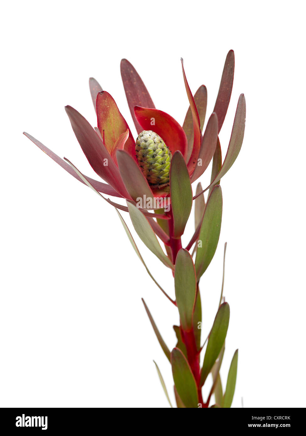 Leucadendron x 'Safari tramonto"nome comune Safari sunset, punta di fiamma Foto Stock Leucadendron x 'Safari tramonto"nome comune Safari sunset, punta di fiamma Foto Stock