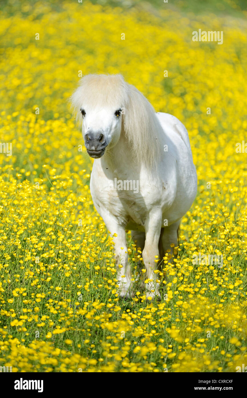 Pony Shetland in piedi in un prato con rigogliosi renoncules, Maschwanden, Svizzera, Europa Foto Stock