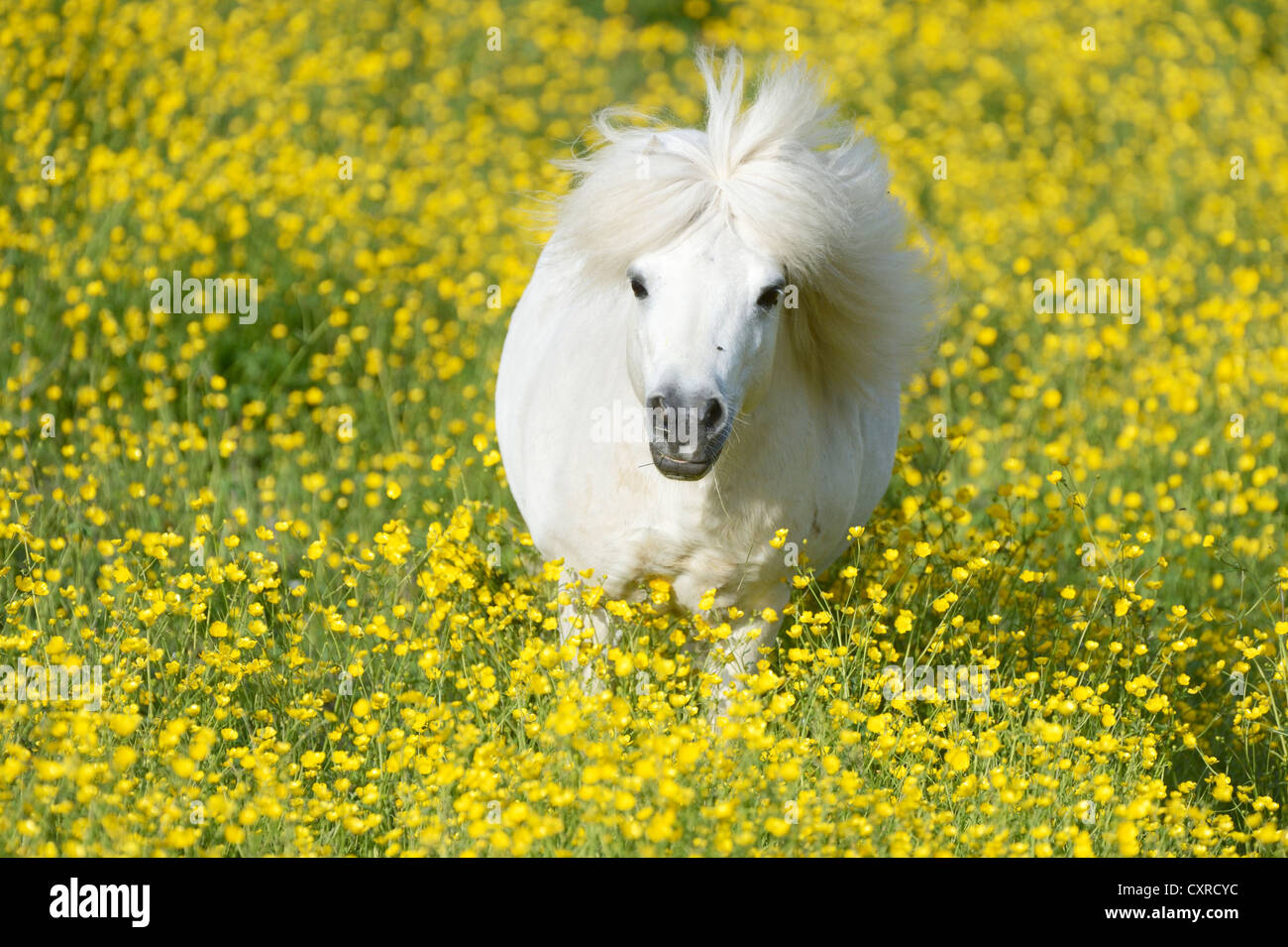 Pony Shetland su un campo di fioritura buttercup (Ranunculus sp.), Maschwanden, Svizzera, Europa Foto Stock