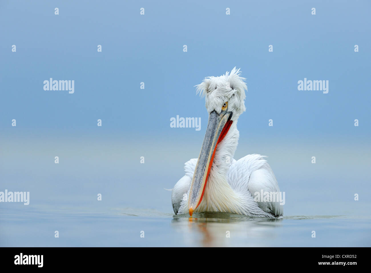 Pellicano dalmata (Pelecanus crispus), il lago di Kerkini, Grecia, Europa Foto Stock