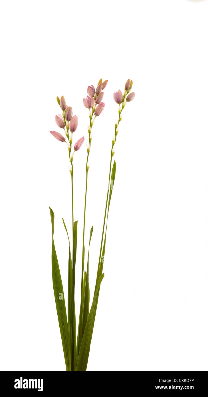 Ixia 'Phoenix Rose' nome comune africana giglio di mais b Foto Stock Ixia 'Phoenix Rose' nome comune africana giglio di mais b Foto Stock
