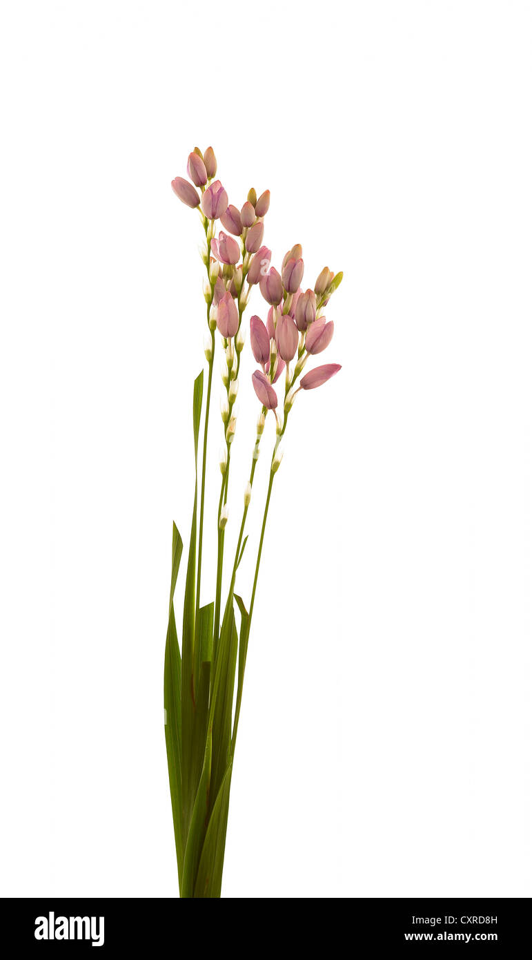 Ixia 'Phoenix Rose' nome comune africana giglio di mais b Foto Stock Ixia 'Phoenix Rose' nome comune africana giglio di mais b Foto Stock