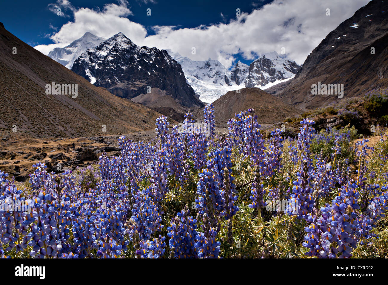 Violette (Violaceae) con i picchi della Cordillera Huayhuash mountain range, Ande, Perù, Sud America Foto Stock