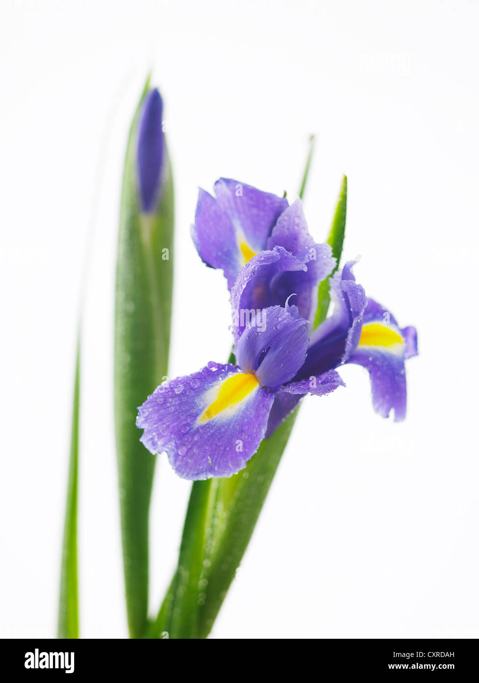 Iris " magia blu "nome comune olandese Iris, Bandiera iris Foto Stock