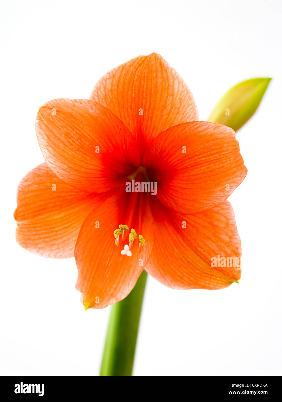 Hippeastrum 'Rilona' nome comune Amaryllis Foto Stock Hippeastrum 'Rilona' nome comune Amaryllis Foto Stock