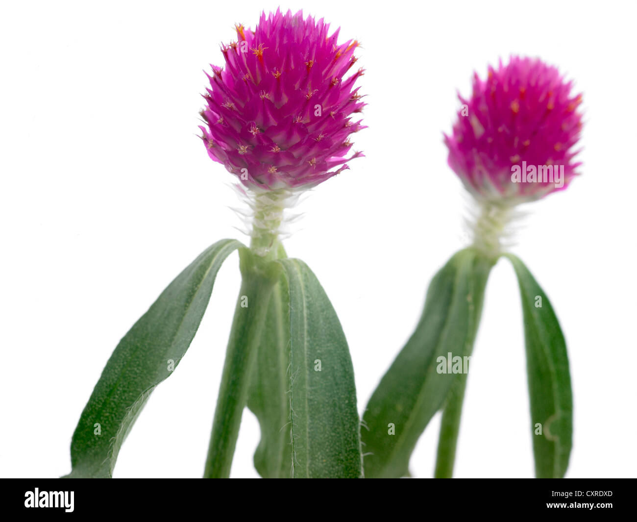 Gomphrena globosa 'Si campi delle fragole' amaranto Globe Foto Stock