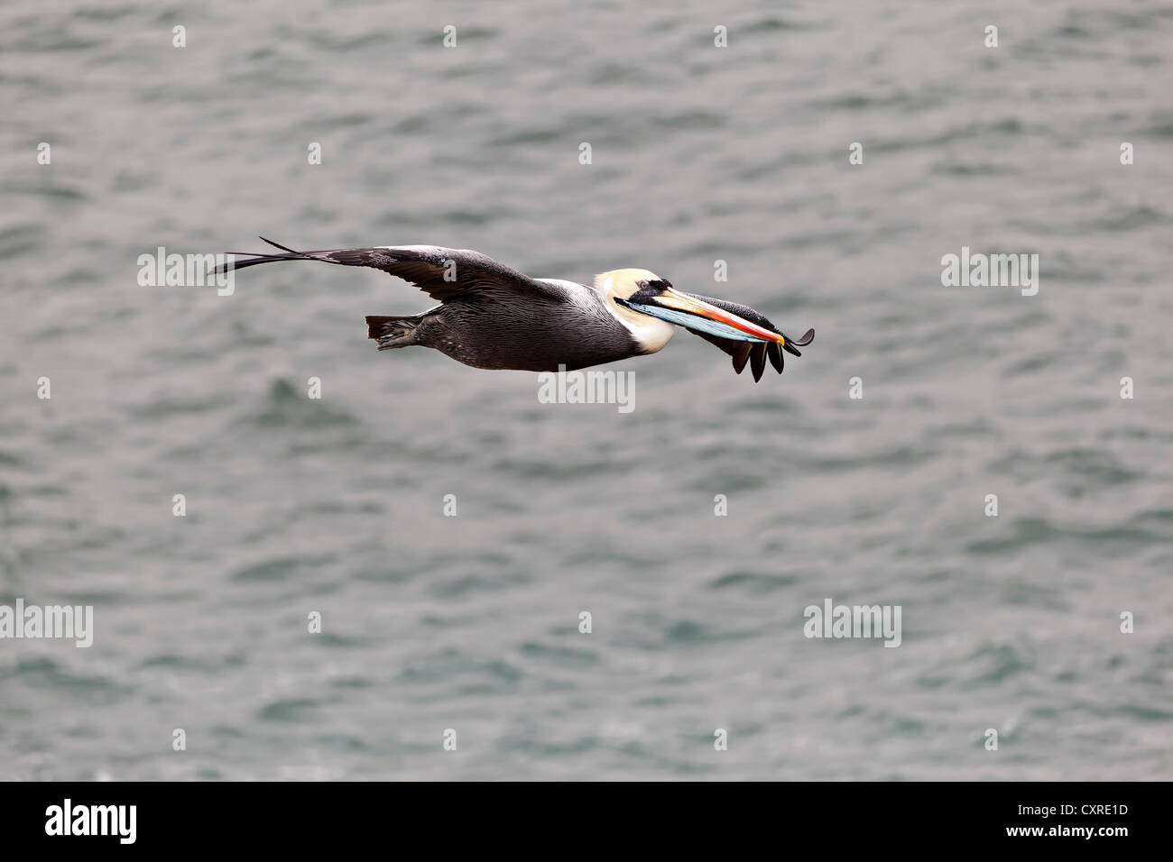 Chile pelican immagini e fotografie stock ad alta risoluzione - Alamy