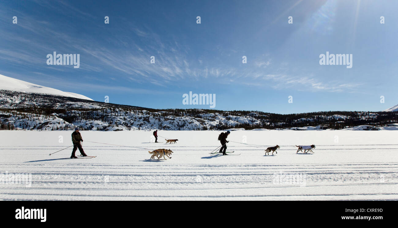 Skijoring, slitte trainate da cani tirando i fondisti, cane sport, Alaskan Huskies, lago ghiacciato Lindeman, montagne dietro Foto Stock