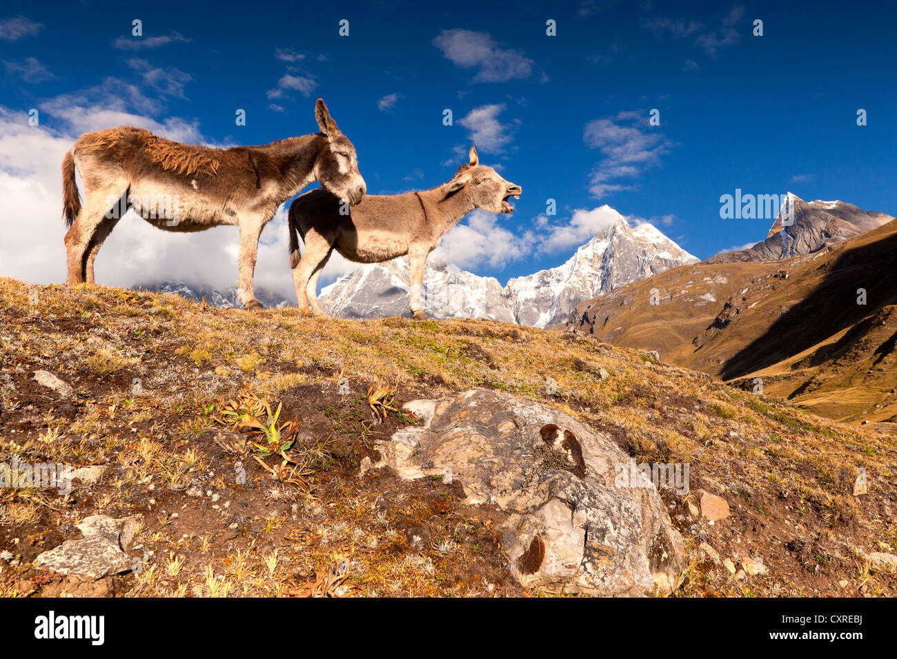 Due asini (Equus asinus) in piedi nella parte anteriore del Nevado Jirishanca montagna, Cordillera Huayhuash mountain range, Ande del Perù Foto Stock