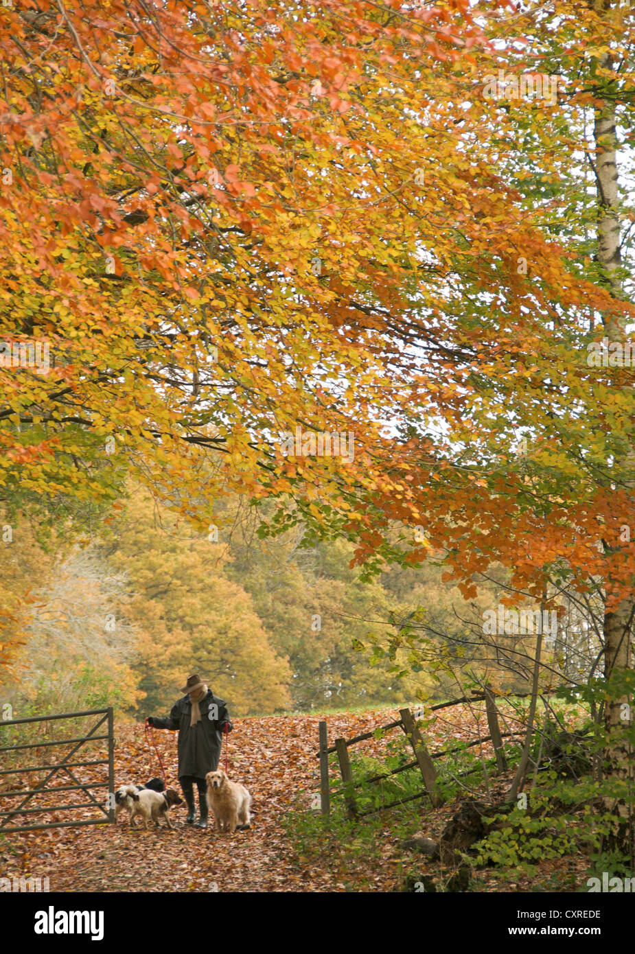 Cani a piedi nei boschi in autunno Foto Stock