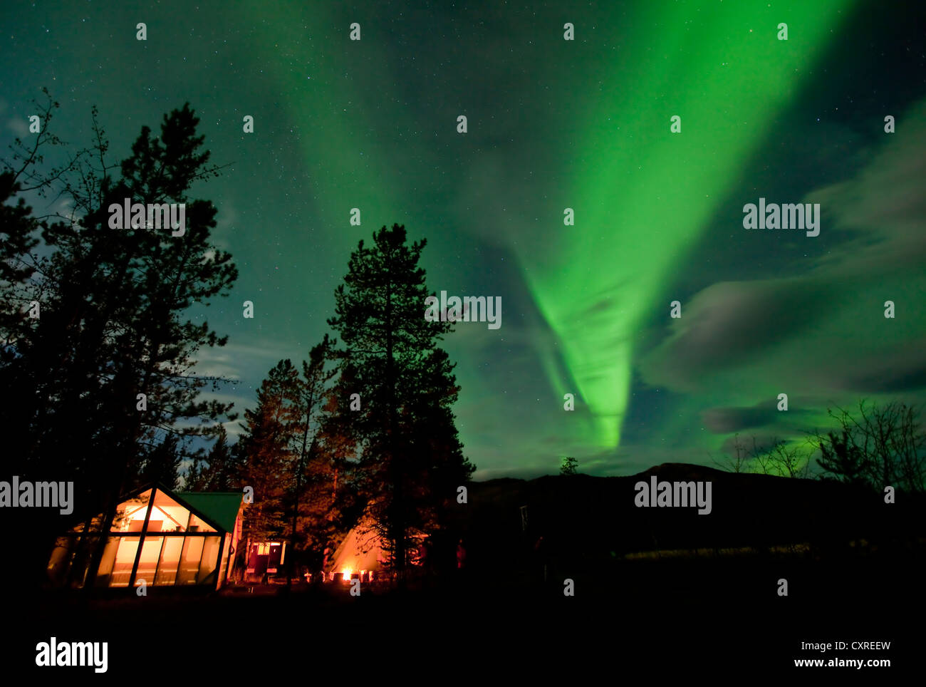 Parete illuminata tenda cabina, verde polare settentrionale luci, Aurora boreale, abeti, vicino a Whitehorse, Yukon Territory Foto Stock